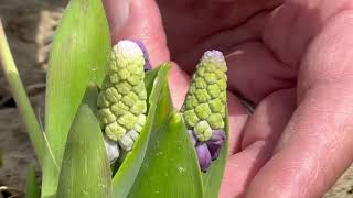 Muscari Latifolium Grape Ice  Bulbs for Fall Planting [upl. by Longo728]