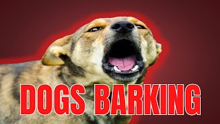 DOGS BARKING  ANGRY DOGS BARKING Sound Effects  Make Your Dog go Crazy [upl. by Ilana]