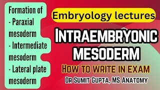 Intraembryonic mesoderm and its derivatives  General embryology [upl. by Mitchael964]