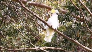 Sulphur Crested Cockatoo call [upl. by Abocaj]