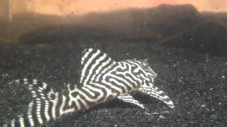 King Tiger Pleco L066 [upl. by Loyce]