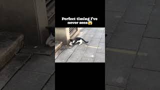 cat vs mouse the ultimate showdown 🐾🐭 pets cat catlover viralshorts funnyanimals funnypets [upl. by Ardnohsal]