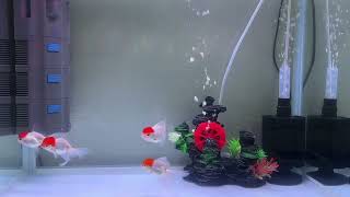 Red Cap Oranda goldfish [upl. by Ydnor252]