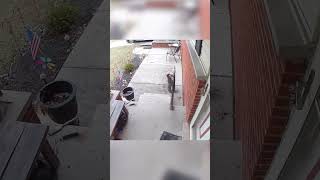 Hilarious Squirrel Delivers Cookie to Home Owner Christmas Shorts Squirrels [upl. by Aisatsanna712]