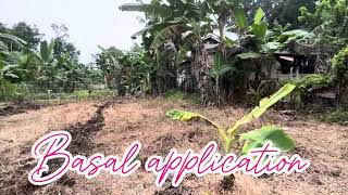 PAG APPLY NG HERBICIDE  GRASS ZERO herbicide grasszero talong farmer bohol up [upl. by Nelyak704]