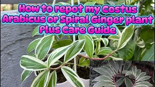 How to repot my Costus Arabicus plus care guide and propagation [upl. by Llenil]