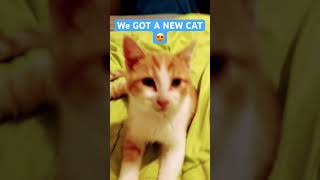 Kitti Boi 😍cute memes funny catz cat kitten catlover [upl. by Aiderfla]