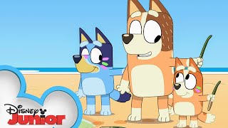 Bluey Season 3 Episode 41 quotStickbirdquot Episode Clip  disneyjr x BlueyOfficialChannel [upl. by Wirth915]