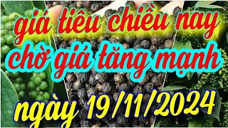 giá tiêu chiều nay ngày 19112024 [upl. by Neelrad]