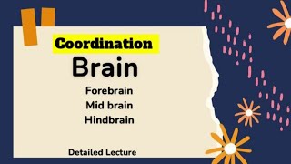 Brain mid brain hindbrainforebrain thalamus cerebrum hypothalamus cerebellum pons medulla [upl. by Mathew]