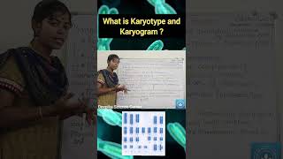 Karyotype and Karyogram deepikasciencecorner karyotype karyogram biology class10science [upl. by Mcclelland]