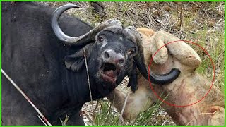 30 Scary Moments Crazy Buffalo Kills Lions  Lion Vs Buffalo  Animals Fight [upl. by Og]