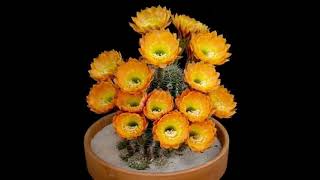 Coccineus cactus cactus flowers Echinocereus Coccineus spectacularvlogger shortvideo [upl. by Baynebridge]