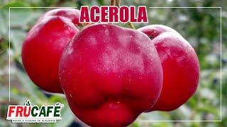 ACEROLA  Cultivares Indicadas e Como Plantar Corretamente [upl. by Lowrance]