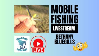 Pond Fly Fishing Bethany Bluegill Mobile Fishing Livestream [upl. by Irrehc]