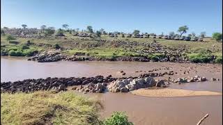 Wild Animals Migrating from Serengeti to Kenya￼ [upl. by Leunad]