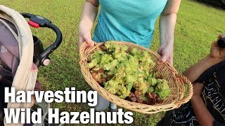 Harvesting Wild Hazelnuts Ep 32 [upl. by Modla]