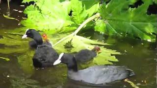 Fulica atra  Eurasian Coot  Meerkoet [upl. by Inalej]