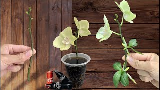 Surprise 5 Easiest Orchid Propagation Methods in 2025 [upl. by Tatiania]