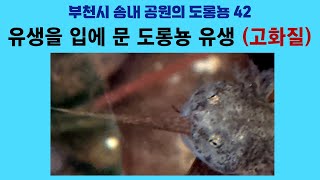 부천시 송내 공원의 도롱뇽 42 유생을 입에 문 도롱뇽 유생 고화질 Korean salamander 42 A tadpole in a tadpoles mouth [upl. by Idnarb473]