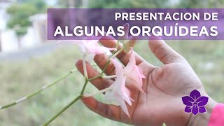 Presentación de algunas Orquídeas  Albania Gomez [upl. by Nadroj]