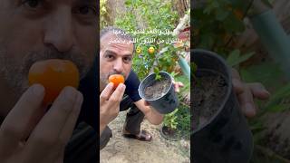 أسهل فاكهة ممكن نزرعها في المنزل من البذور اللي موجودة داخل الثمار🌿و إنباتها سريع جدا 😋شاهد🍅 [upl. by Takashi536]