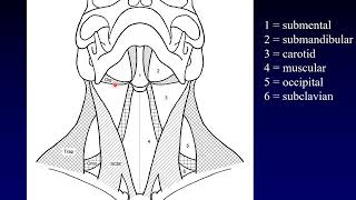 Neck Anatomy 1 Landmarks and Spaces [upl. by Nylaras]