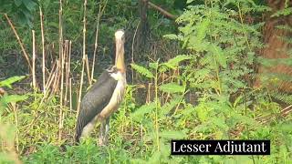 2 Species of Adjutant in Cambodia  Birds  Nature  Wildlife  Cambodia [upl. by Hsiekal]