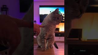 Katzen sehen dich nicht als Menschen 1 CatInfo cat katze catsofyoutube [upl. by Ilocin249]