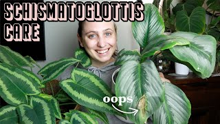 how I care for SCHISMATOGLOTTIS 🪴 Drop Tongue Plant Care Tips [upl. by Dnomse]