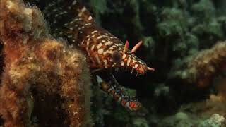 BRoll Footage Of Hawkfish Dragon Moray And Parrotfish [upl. by Kallista771]