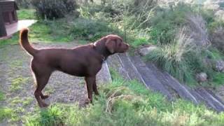 labrador barking in defense of territory on dogdownundercom [upl. by Edasalof]