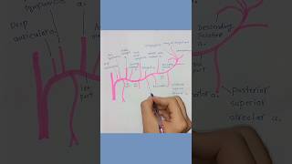 Maxillary Artery branches and origin anatomy humanbody artery vessels [upl. by Nicolette]