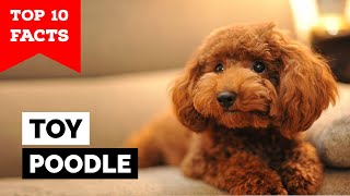 Toy Poodle  Top 10 Facts [upl. by Alekal396]