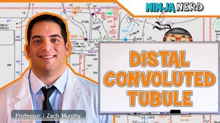 Renal  Distal Convoluted Tubule [upl. by Tuck]