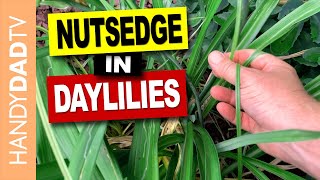 How to Control Nutsedge in Daylilies [upl. by Atsirk]