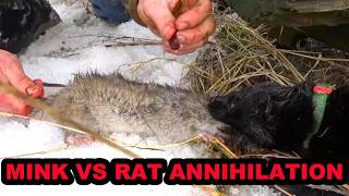 Mink and Dogs Destroy 80 Rats [upl. by Neeliak]