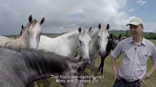 Lipizzan horse breeding traditions [upl. by Oiciruam]