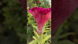 कॉक्सकॉम्ब फूल  मुझे कुछ कहना है🌺 flowers coxcomb garden gardenflowers [upl. by Neelhtak2]