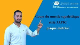 Cours du muscle squelettique strié 3APIC  plaque motrice [upl. by Blanka]