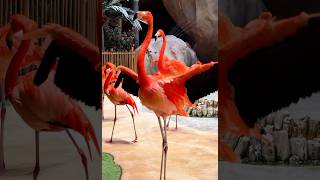 Flamingo’s flapping flamingo flapping [upl. by Swihart]