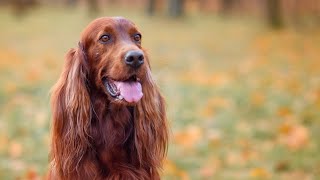 15 Reasons Why Irish Setters Are the Best Dogs Ever🐾🐾🐾 [upl. by Oatis]