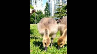 Goslings eating grass gosling goose [upl. by Asyle974]