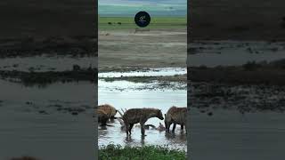 Hyenas Feasting on a Hippo Carcass in the Gloomy Serengeti safarisightings traveldeals [upl. by Ajaj]