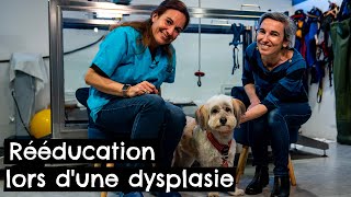 Rééducation lors dune dysplasie  🐶 [upl. by Ayana]