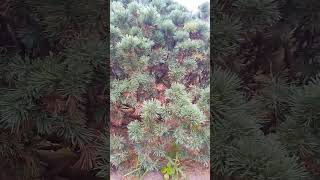 Pinus parviflora plant melodybacanto6572 [upl. by Welsh]