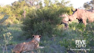 Rhinos Vs Lions [upl. by Menzies]