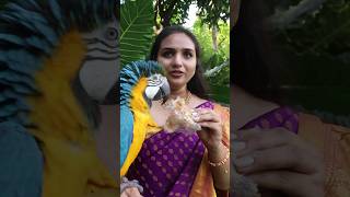 Macaw Parrot Eats Puthareku Sweet [upl. by Assilanna96]