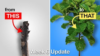 Easy way to get more branches on your Fiddle Leaf Fig or Rubber Tree Week 6 Update [upl. by Neumann285]