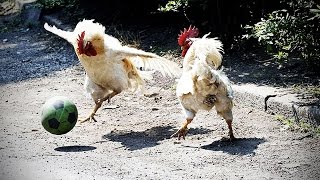 Funny Chicken ★ ULTIMATE Funny CHICKEN Compilation HD Funny Pets [upl. by Hadihsar]